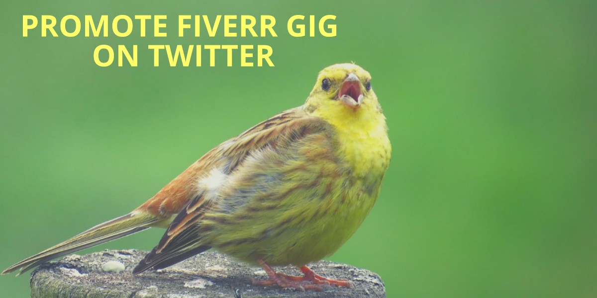 promote Fiverr gig on Twitter